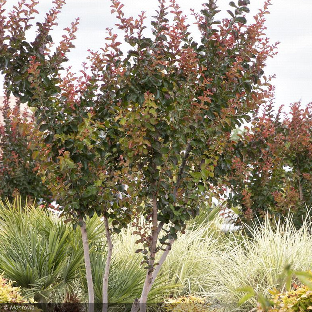 Crape Myrtle, Catawba #7