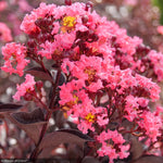 Load image into Gallery viewer, Crape Myrtle, Center Stage Coral #3
