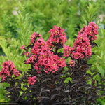 Load image into Gallery viewer, Crape Myrtle, Center Stage Coral #3

