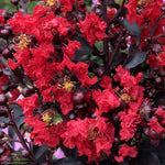 Load image into Gallery viewer, Crape Myrtle, Center Stage Red #3
