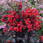Load image into Gallery viewer, Crape Myrtle, Center Stage Red #3
