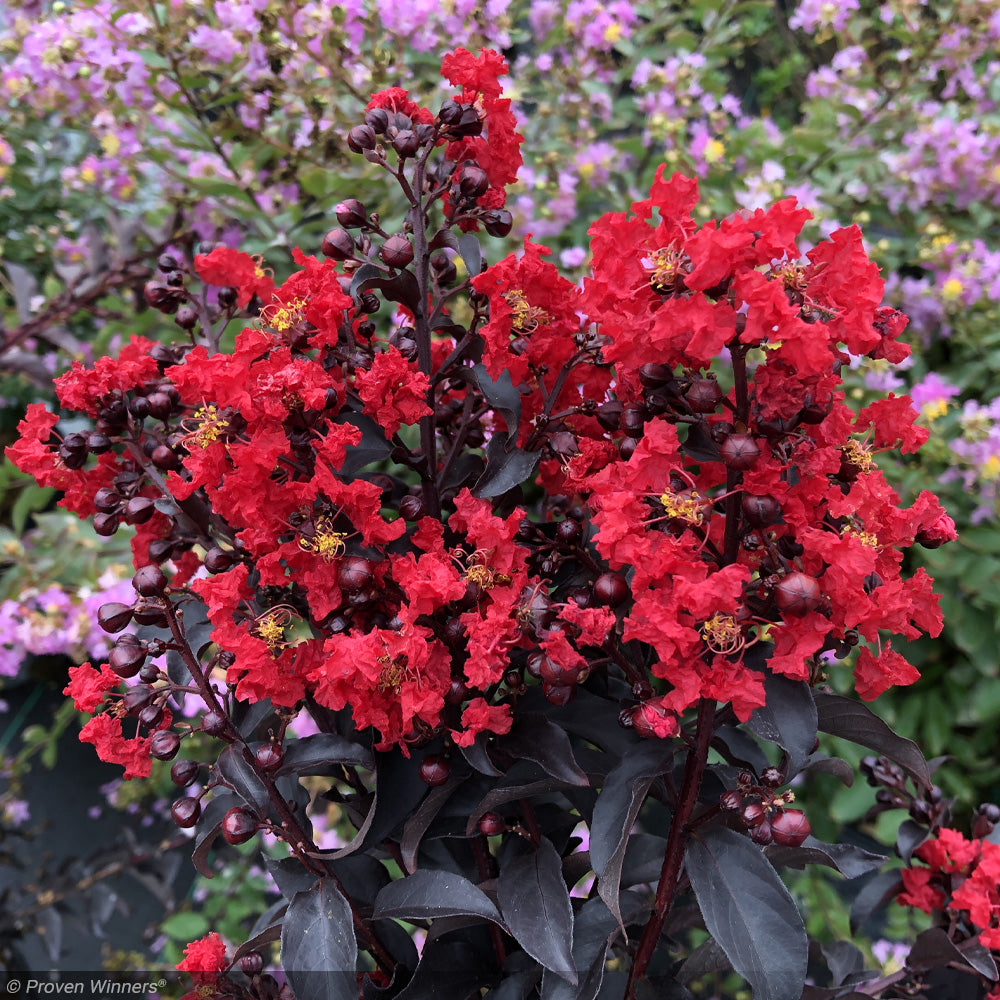 Crape Myrtle, Center Stage Red #3