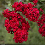 Load image into Gallery viewer, Crape Myrtle, Dynamite 10&#39;-12&#39;
