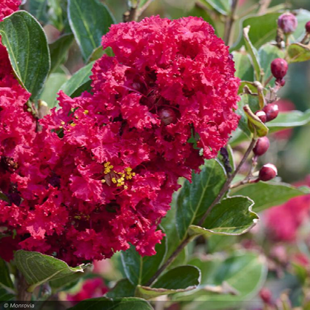 Crape Myrtle, Enduring Summer Red #3