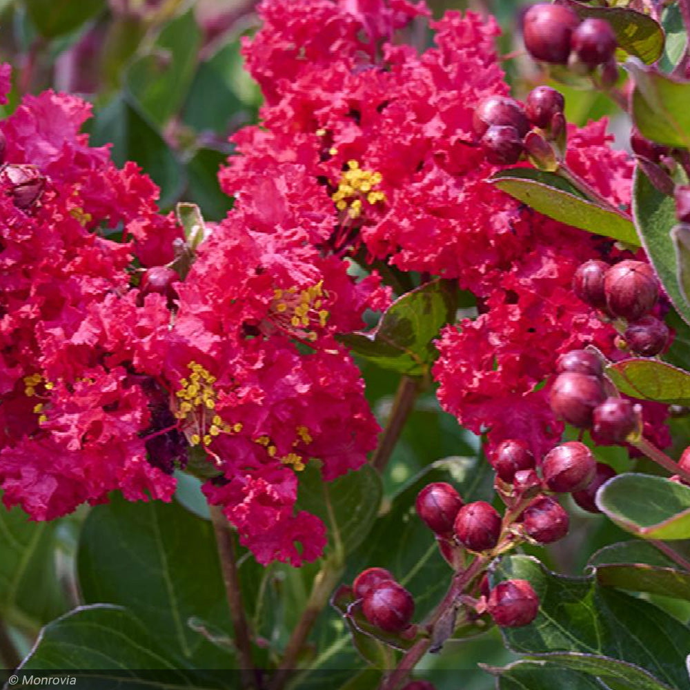 Crape Myrtle, Enduring Summer Red #3