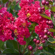 Crape Myrtle, Enduring Summer Red #15