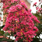 Load image into Gallery viewer, Crape Myrtle, Miami 9&#39; B&amp;B
