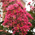 Load image into Gallery viewer, Crape Myrtle, Miami #25
