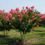 Load image into Gallery viewer, Crape Myrtle, Miami 10&#39; B&amp;B
