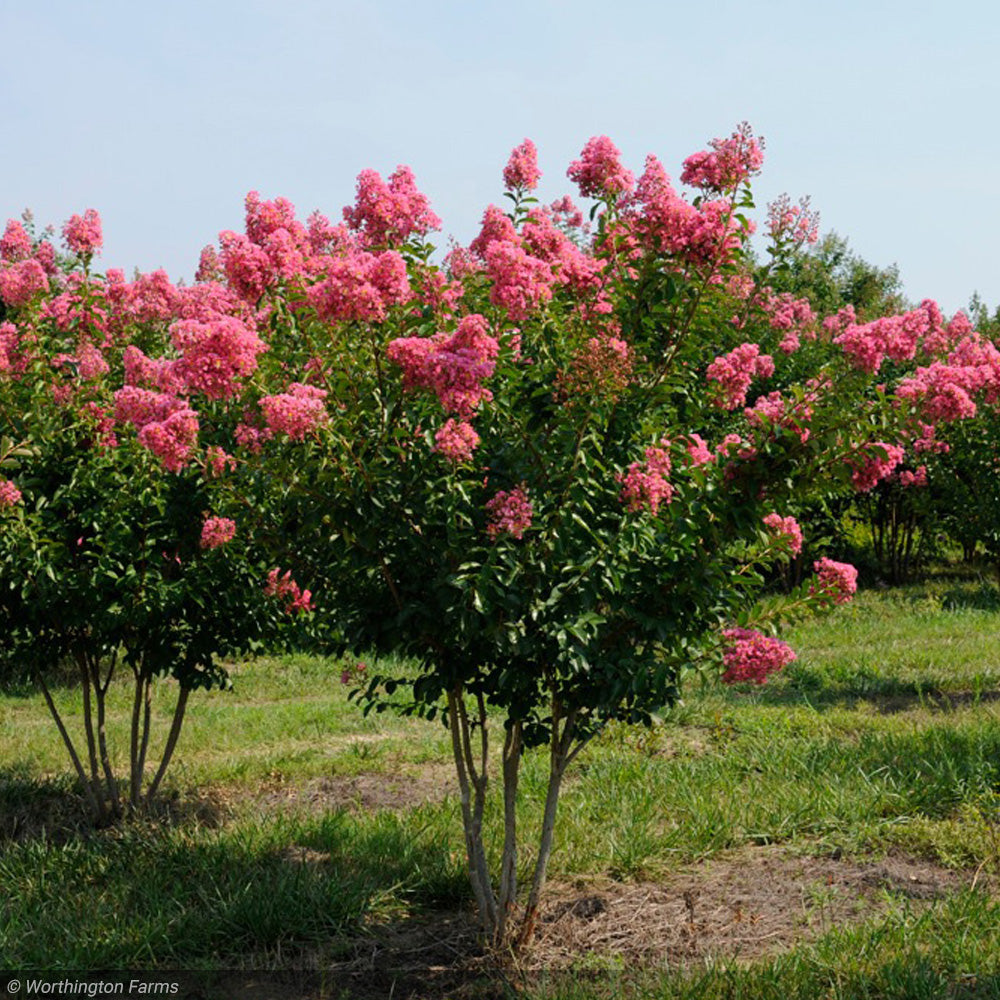 Crape Myrtle, Miami #25 – Greenwood Creek Nursery