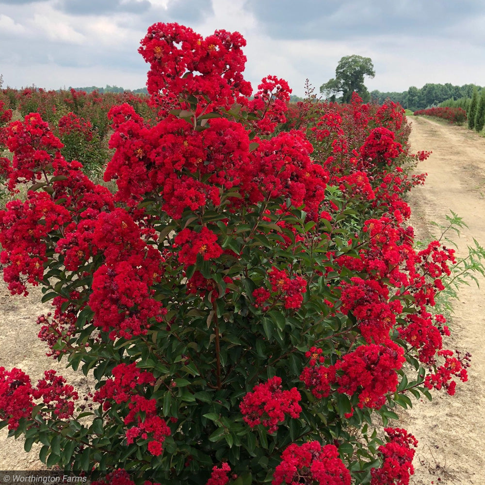 Crape Myrtle, Miss Frances 8' BB