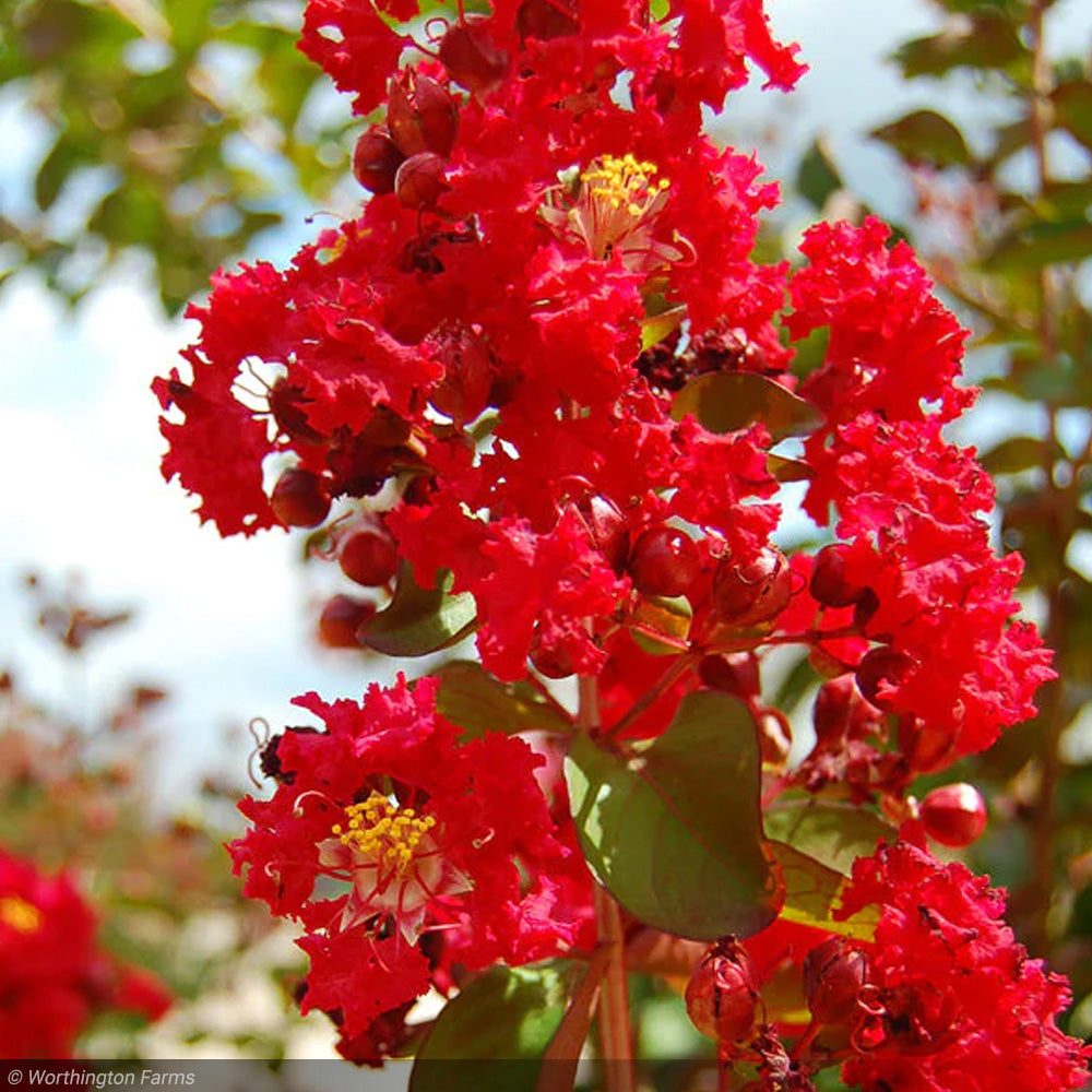 Crape Myrtle, Miss Frances 8' BB