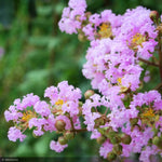 Load image into Gallery viewer, Crape Myrtle, Muskogee #15
