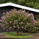 Load image into Gallery viewer, Crape Myrtle, Muskogee 14&#39; B&amp;B
