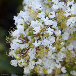 Load image into Gallery viewer, Crape Myrtle, Natchez SS 3&quot;-3.5
