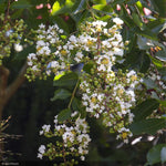 Load image into Gallery viewer, Crape Myrtle, Natchez #15
