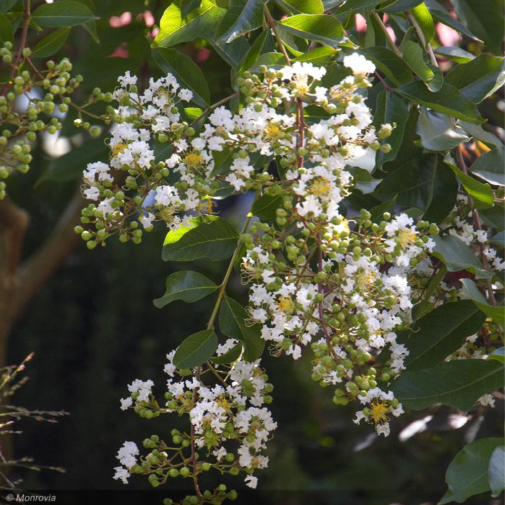 Crape Myrtle, Natchez #15