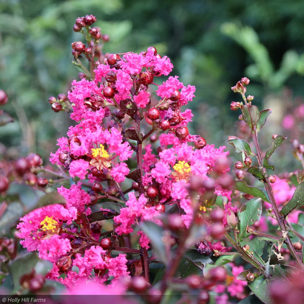 Crape Myrtle, Pink Velour #7