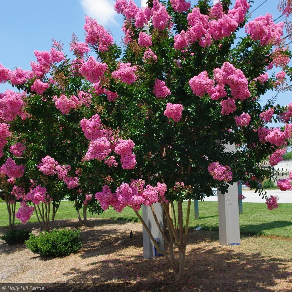 Crape Myrtle, Pink Velour #7