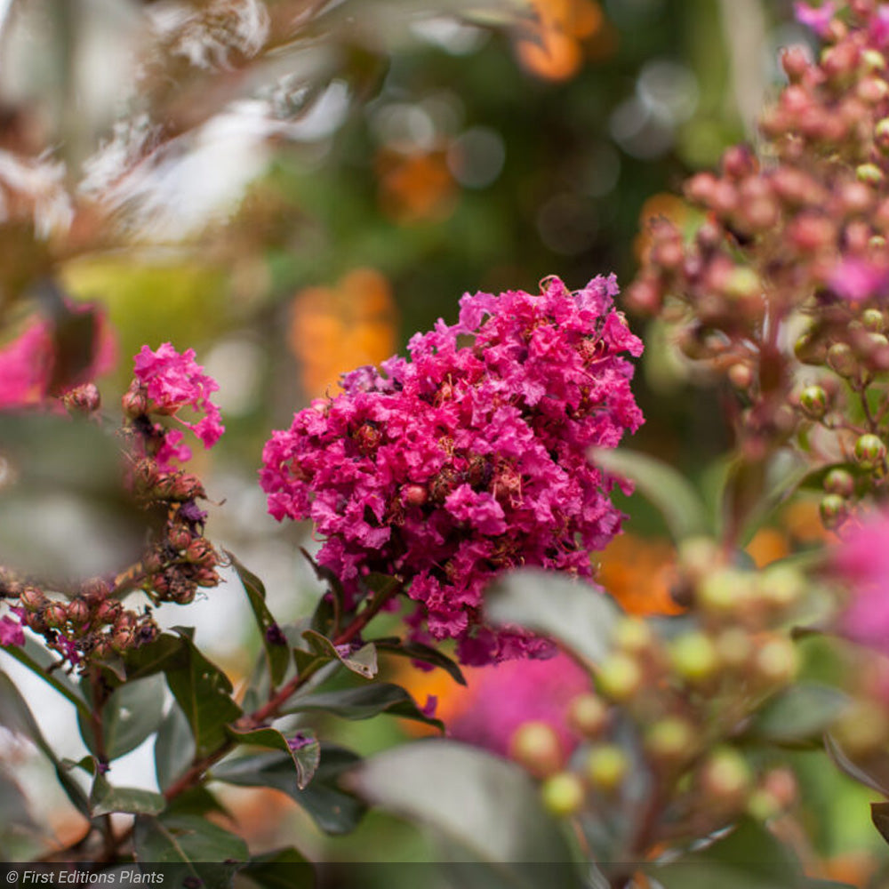 Crape Myrtle, Plum Magic #15