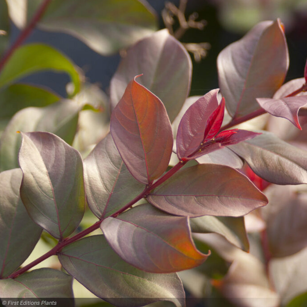 Crape Myrtle, Plum Magic #15