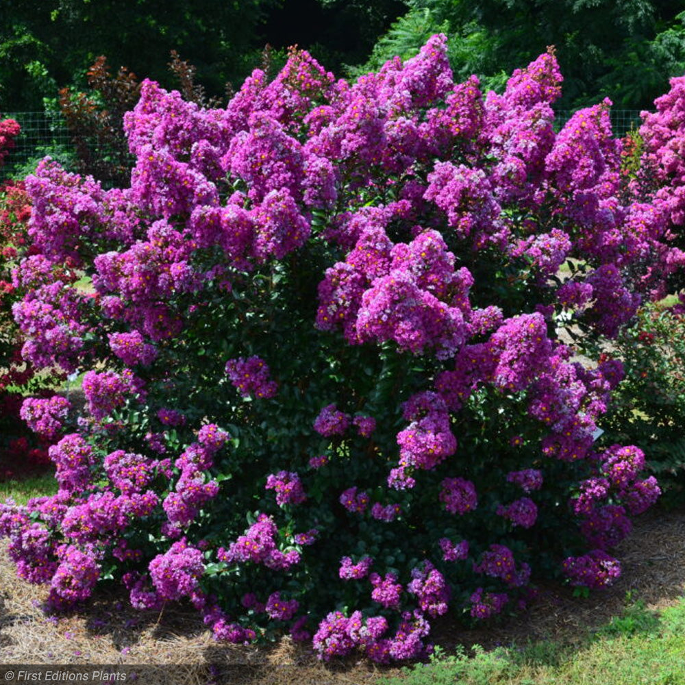 Crape Myrtle, Purple Magic #3