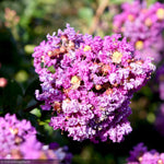 Load image into Gallery viewer, Crape Myrtle, Purple Magic #3
