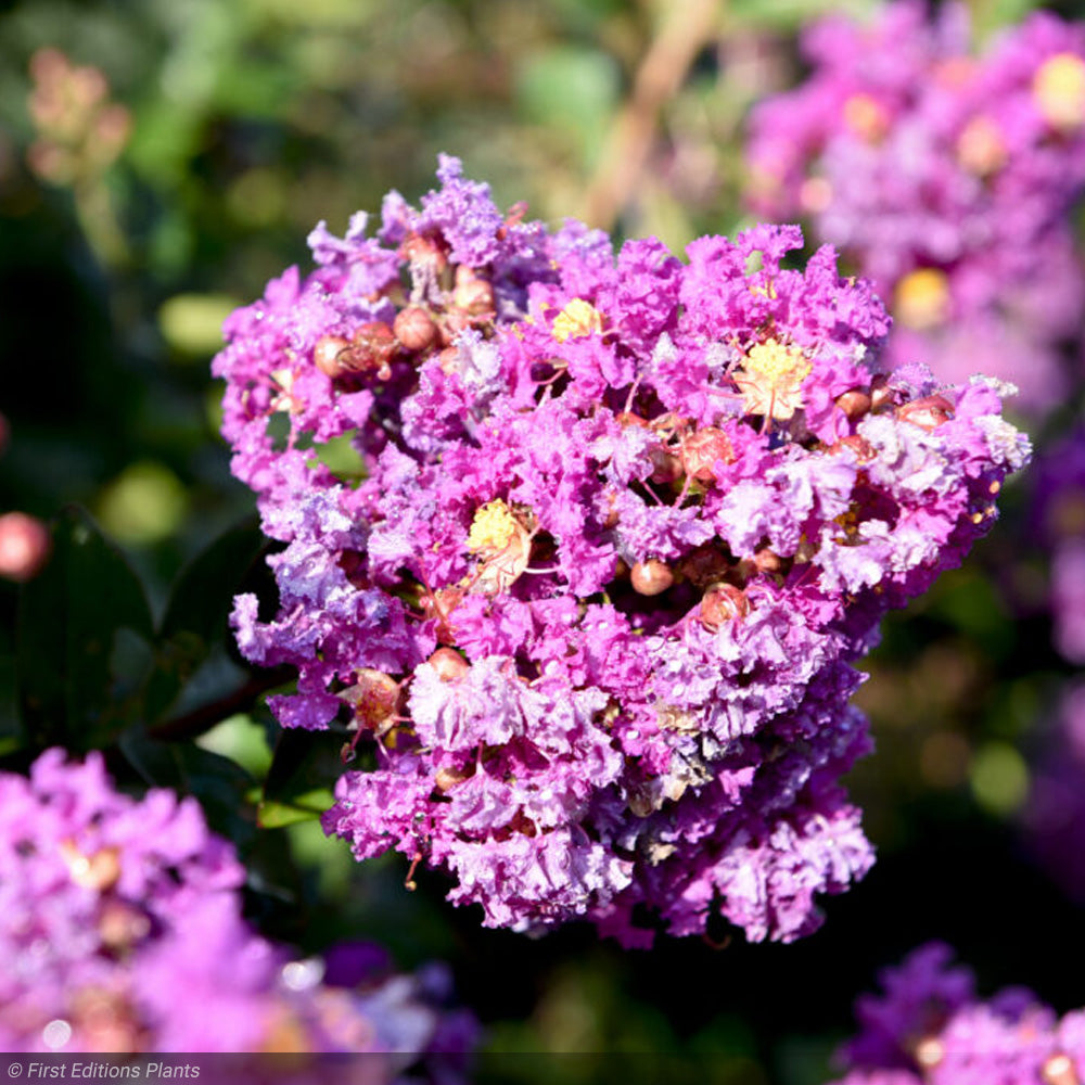 Crape Myrtle, Purple Magic #3