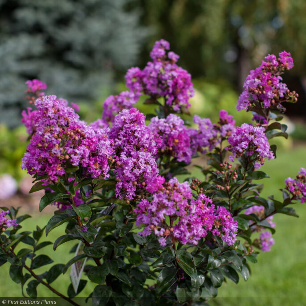 Crape Myrtle, Purple Magic #3