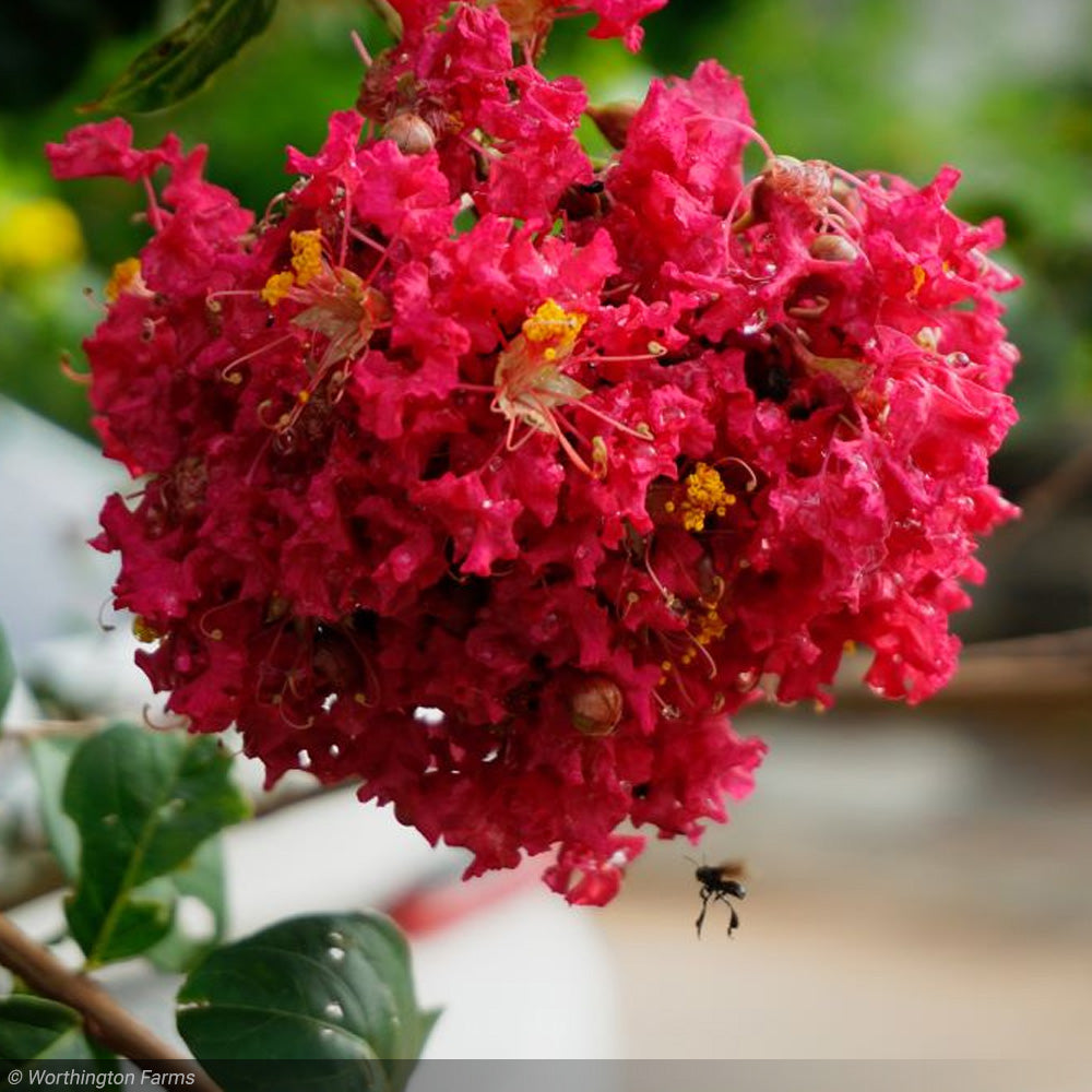 Crape Myrtle, Red Rocket 10' BB