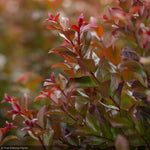 Load image into Gallery viewer, Crape Myrtle, Ruffled Red Magic #3
