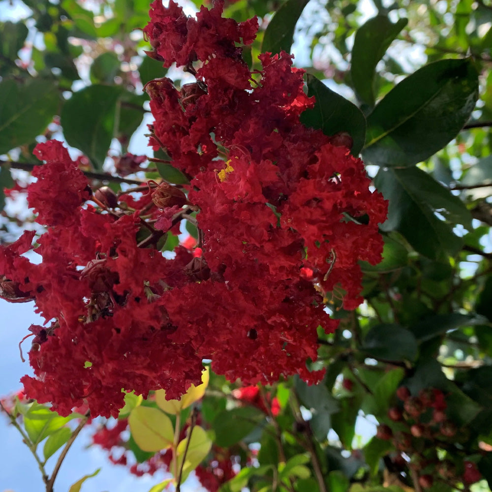 Crape Myrtle, Scarlet 7' B&B