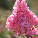 Load image into Gallery viewer, Crape Myrtle, Sioux 8&#39; B&amp;B
