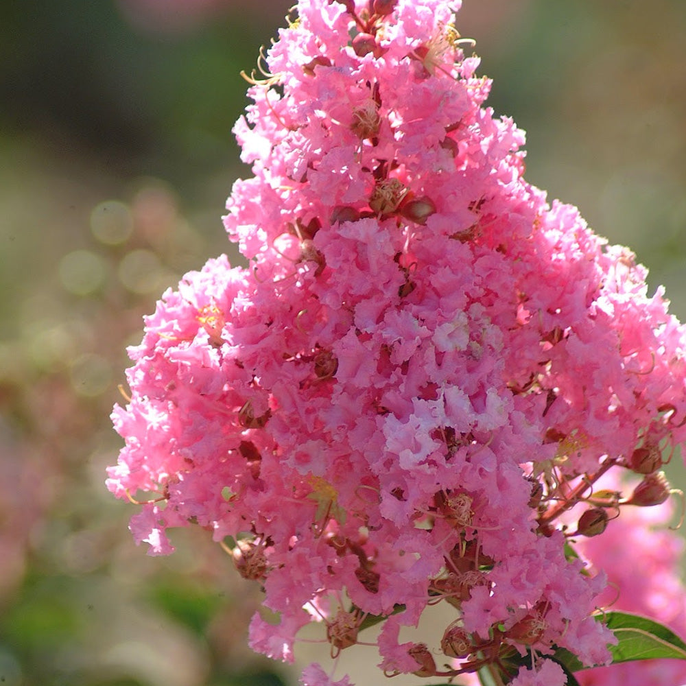 Crape Myrtle, Sioux 8' B&B