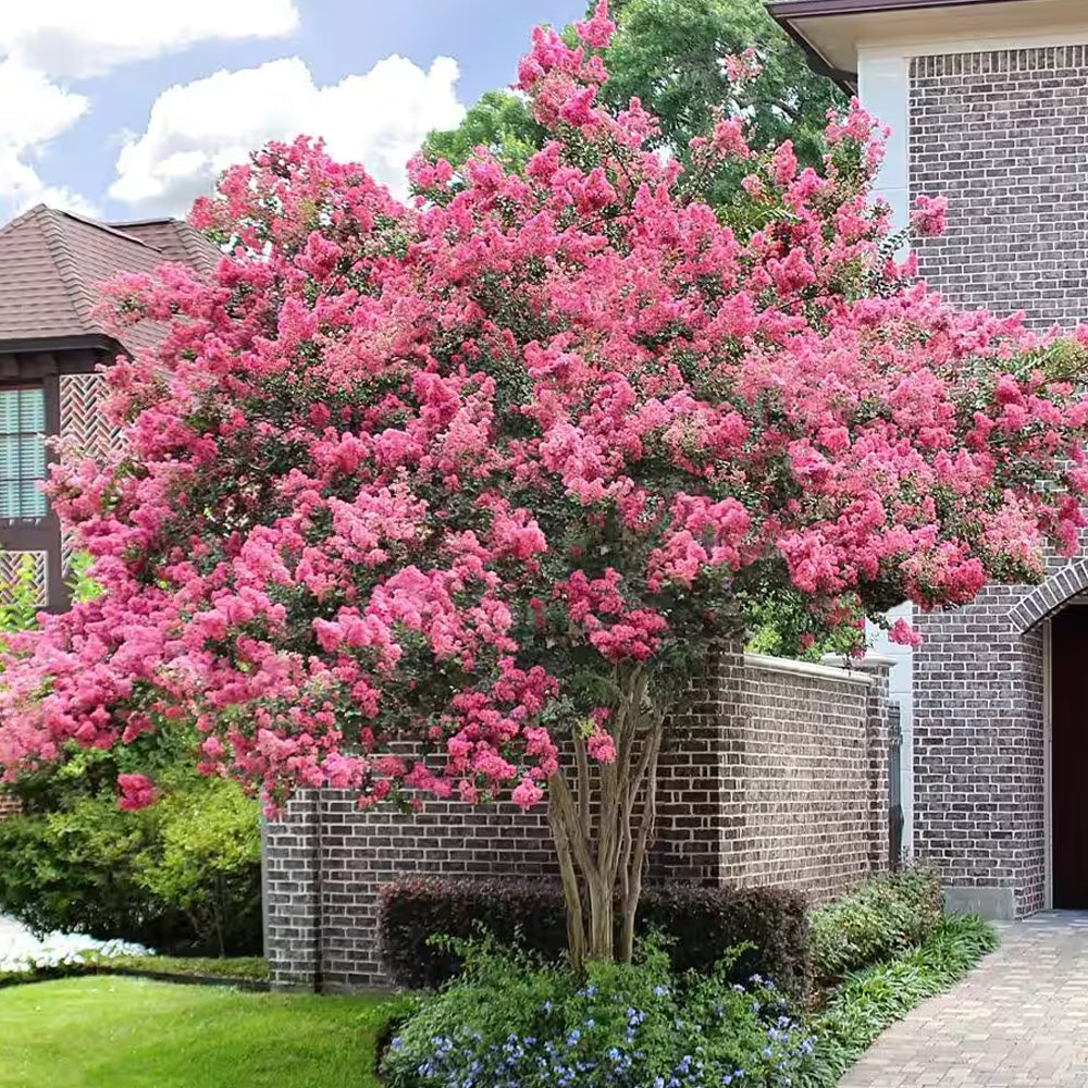 Crape Myrtle, Sioux 8' B&B