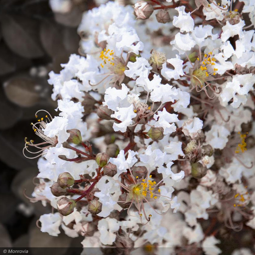 Crape Myrtle, Summerlasting Coconut #5