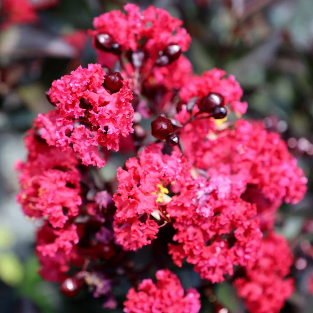 Crape Myrtle, Summerlasting Raspberry #5