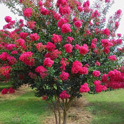 Crape Myrtle, Tonto #10