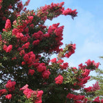 Load image into Gallery viewer, Crape Myrtle, Tuscarora 7&#39; B&amp;B
