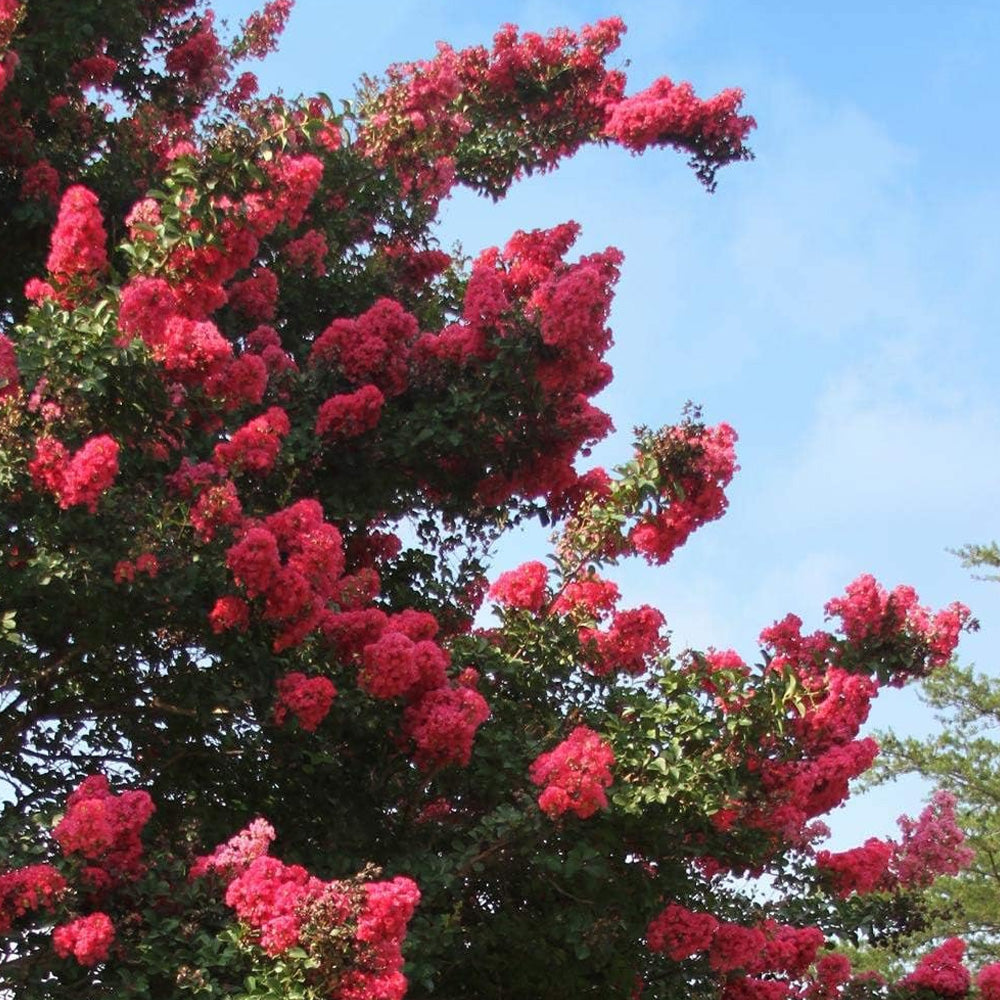 Crape Myrtle, Tuscarora 7' B&B