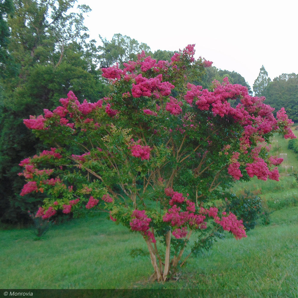 Crape Myrtle, Tuskegee 10'