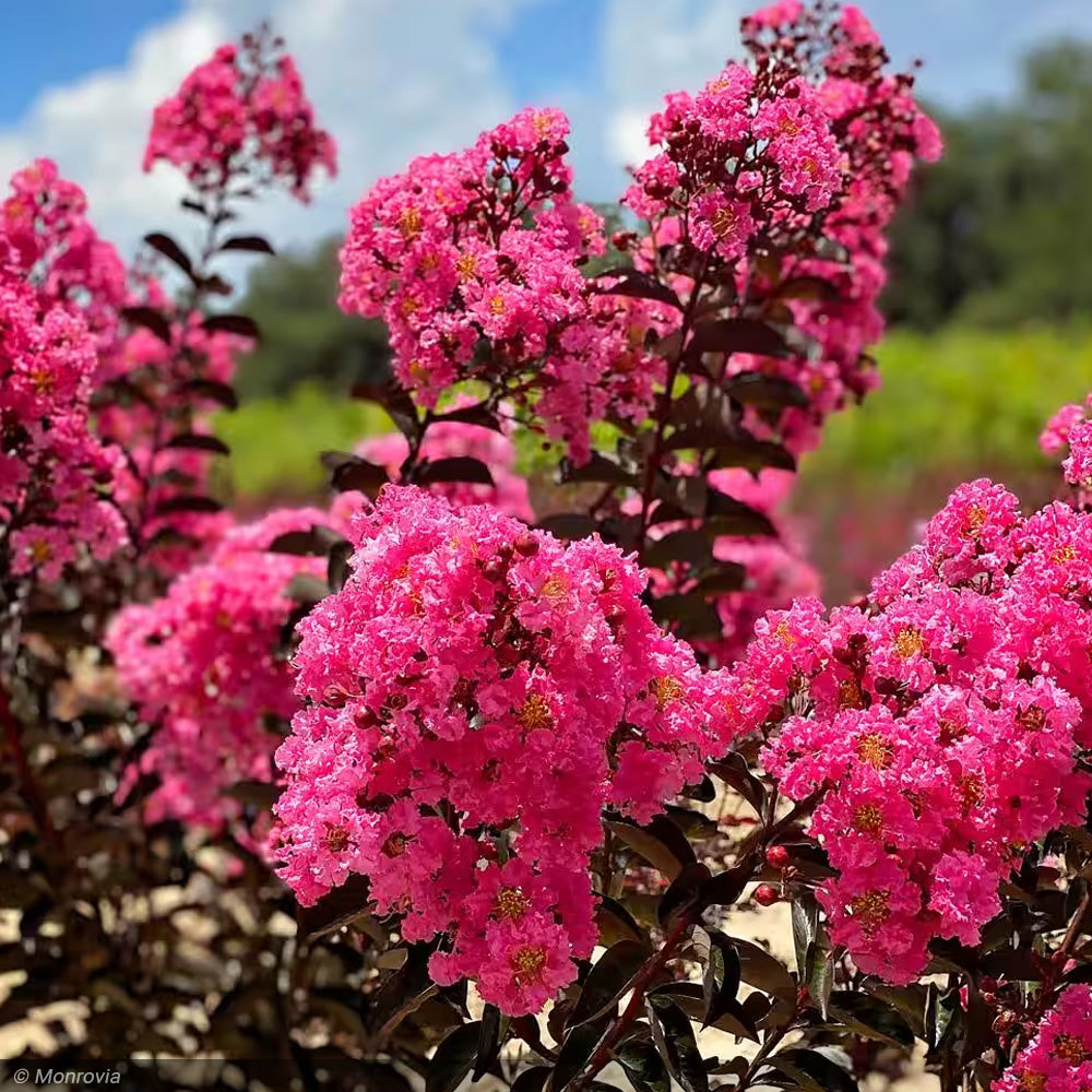 Crape Myrtle, Twilight Magic 7'