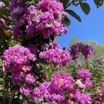 Load image into Gallery viewer, Crape Myrtle, Autaugaville #15