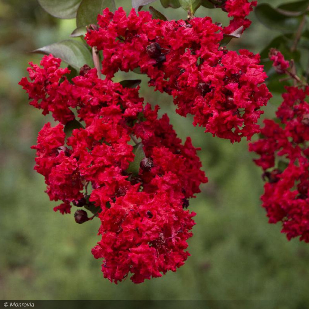 Crape Myrtle, Dynamite #7