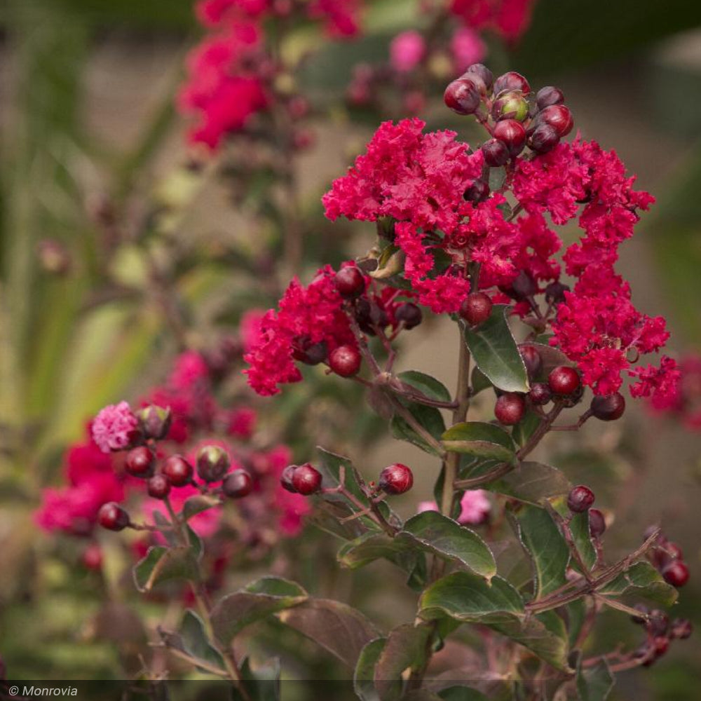 Crape Myrtle, Dynamite #7