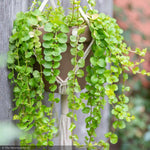 Load image into Gallery viewer, Creeping Jenny, #1