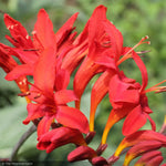 Load image into Gallery viewer, Crocosmia, Lucifer #1