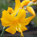 Load image into Gallery viewer, Crocosmia, Yellow Lucifer #1
