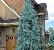 Cypress, Blue Ice #15