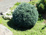 Load image into Gallery viewer, Cypress, Blue Moon #2